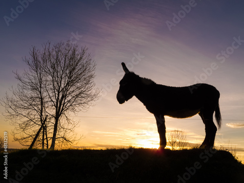 silhouette donkey © paul prescott