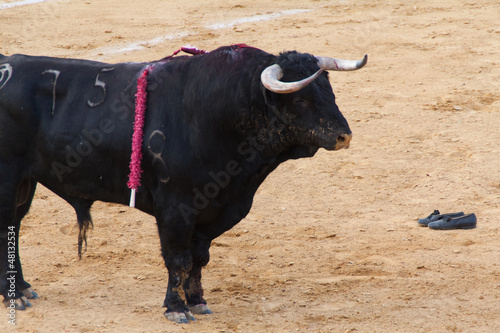 Fighting bull photo