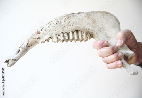 man holding jawbone of large animal photo