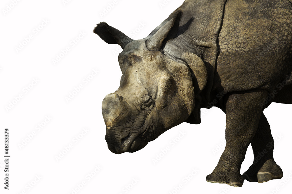 Fototapeta premium rhinoceros on white background