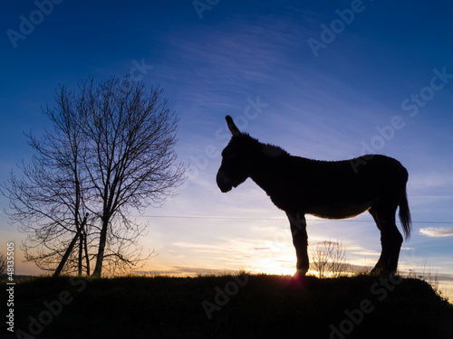 silhouette donkey