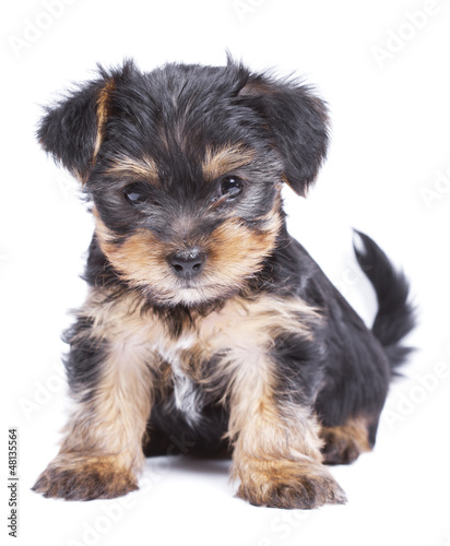 Cute Yorkshire terrier puppy dog