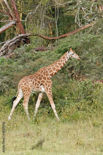 Nakuru lake Rothschild s giraffe