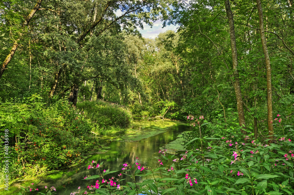 Obraz premium Dschungel