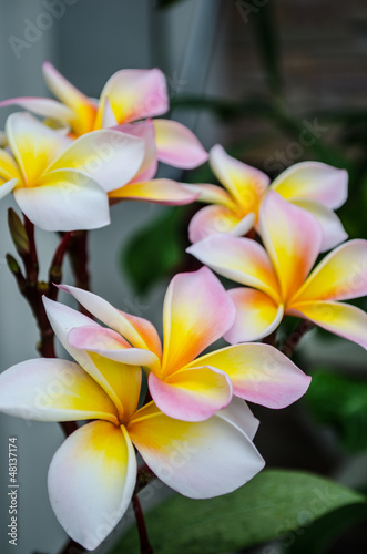 White Flower