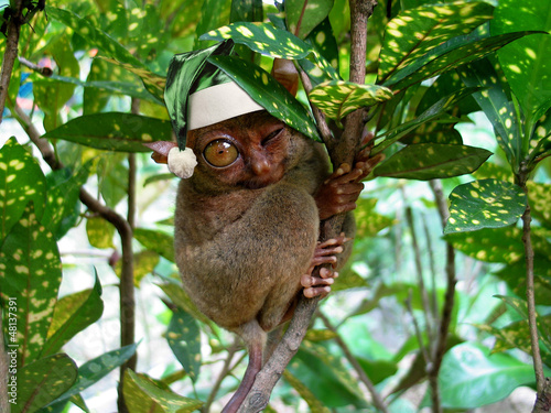 Schöne Weihnachten photo