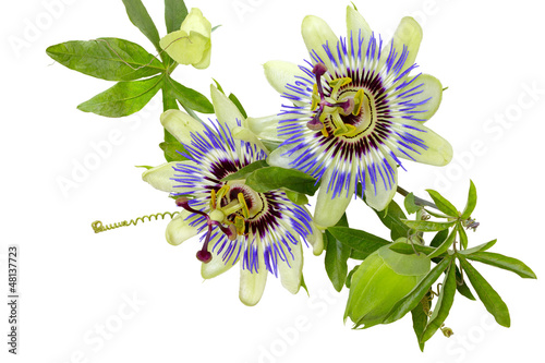 Kwiat męczennicy (passiflory) błękitnej