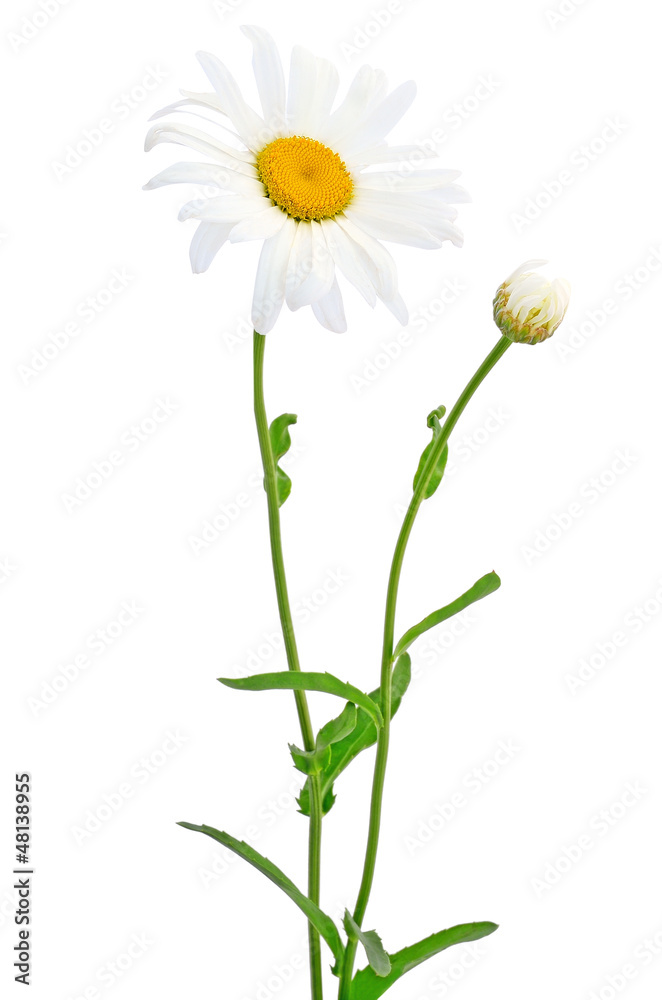 Chamomile flower Chamomile flower