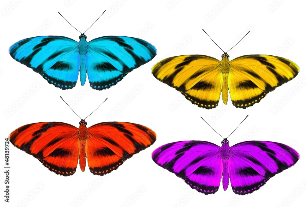 Obraz premium Butterfly
