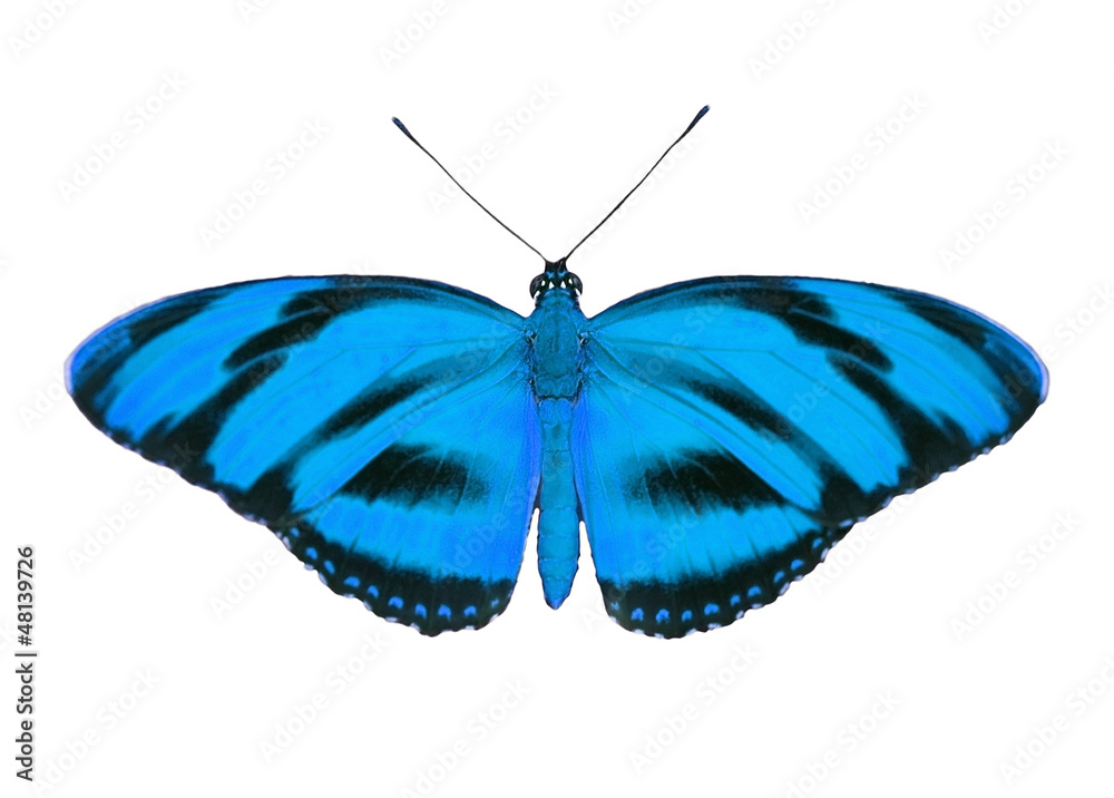 Obraz premium Tropic butterfly