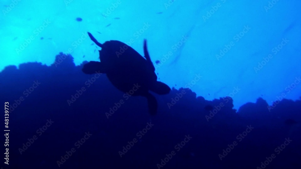 Hawksbill turtle Hawksbill turtle