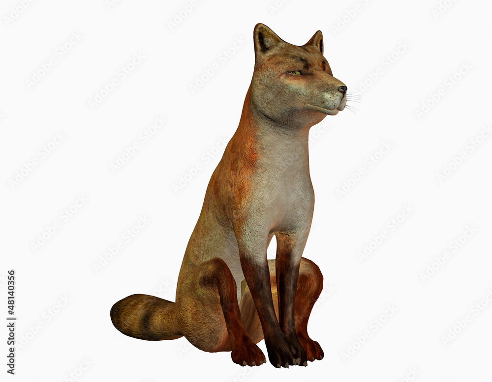 Fototapeta premium sitzender Fuchs