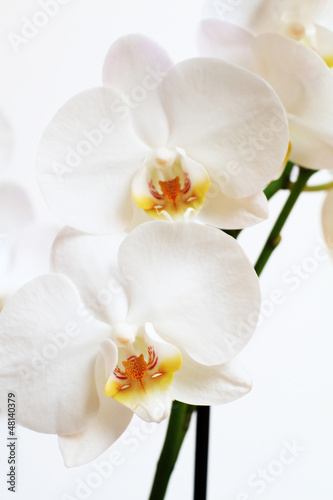 Fototapeta Naklejka Na Ścianę i Meble -  phalaenopsis flower