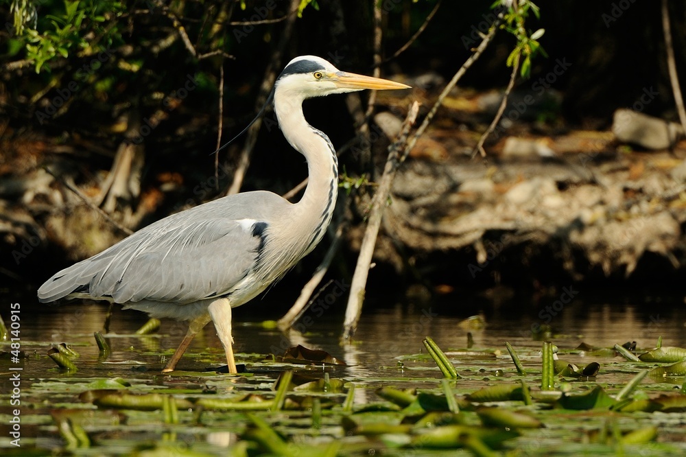 Naklejka premium Airone Cenerino
