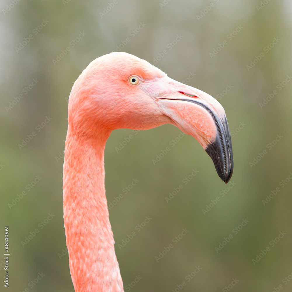 Fototapeta premium Closeup shot of pink flamingo