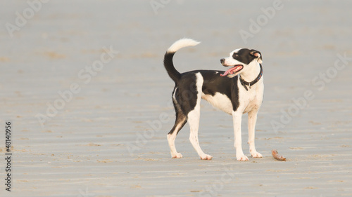 Dog playing with a stick on the beach