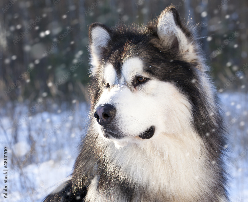 Alaskan Malamute in the snow Alaskan Malamute in the snow
