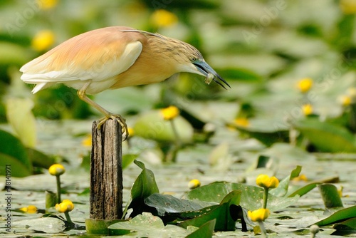 Squacco Heron photo