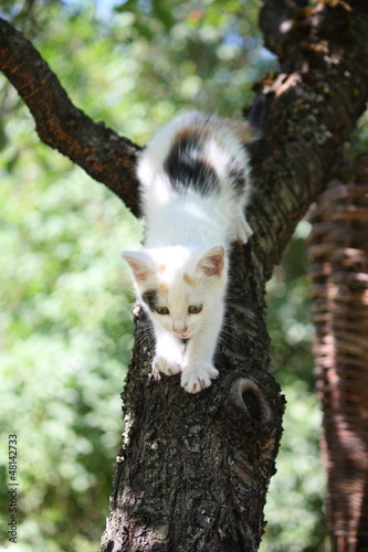 Cute white kitten climbing down from the tree