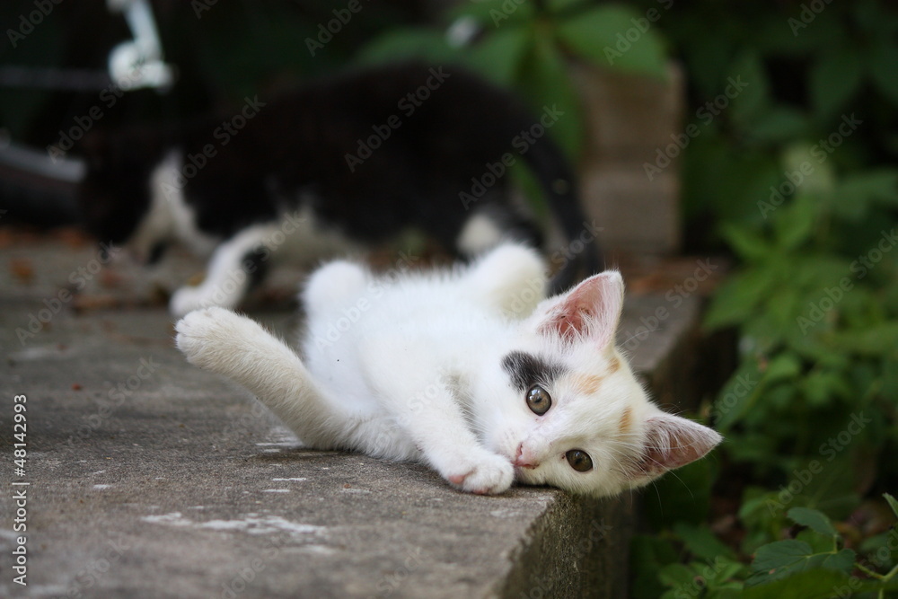 White kitten lying on the ground White kitten lying on the ground