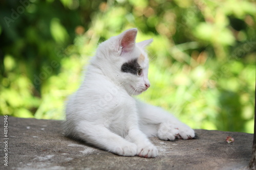 White kitten lying on the ground