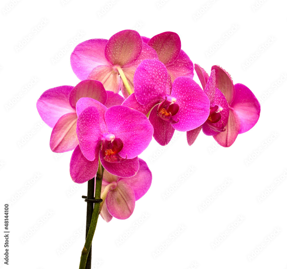 Obraz premium orchid flower