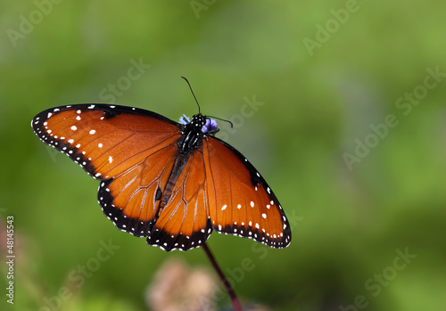 Queen butterfly (danaus gilippus) © leekris