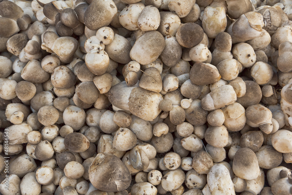 mushrooms mushrooms