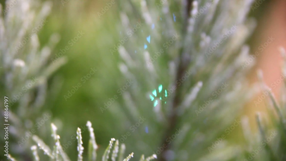 Frosted branch of a decorated Christmas tree Frosted branch of a decorated Christmas tree