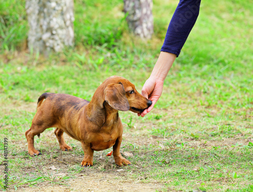 feeding dog