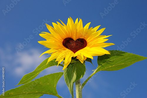 Sonnenblume Herz