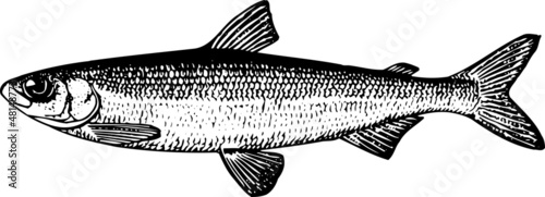 Fish coregonus albula