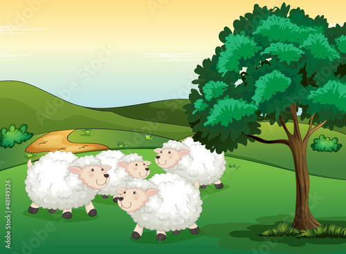 Sheeps
