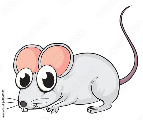 A mouse