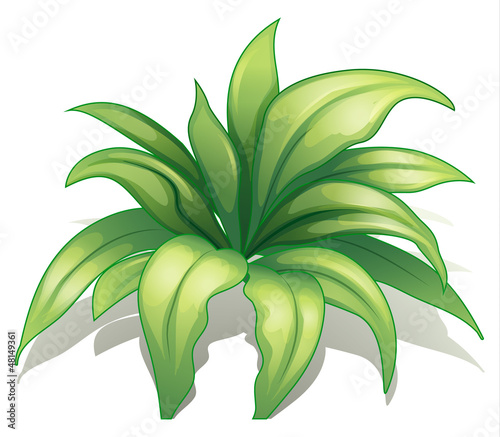 A plant