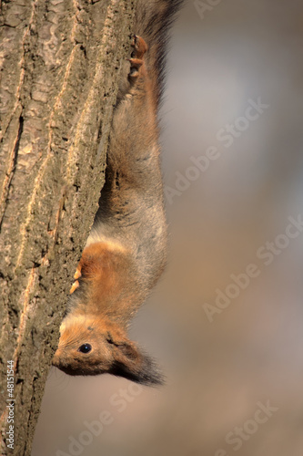 squirrel upside down © Maslov Dmitry