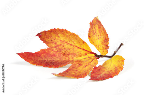 autumn colorful leaf