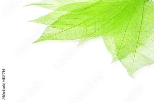 Fotografía Green transperent leaves