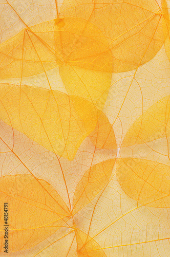 transparent yellow autumn leaves