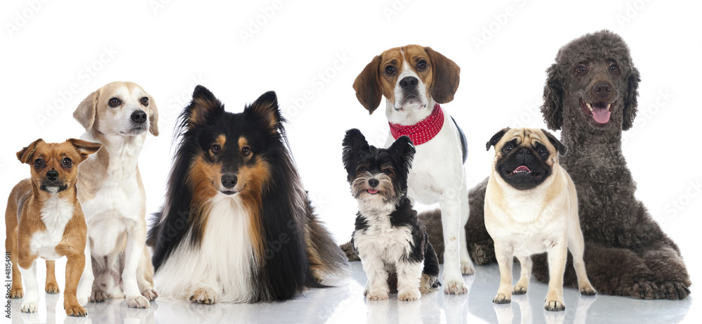 Group of dogs - Gruppe von Hunden Group of dogs - Gruppe von Hunden