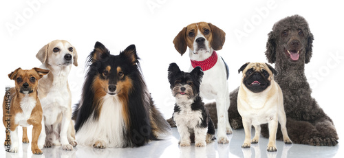 Group of dogs - Gruppe von Hunden