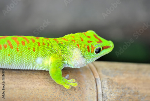 Green gecko lizard