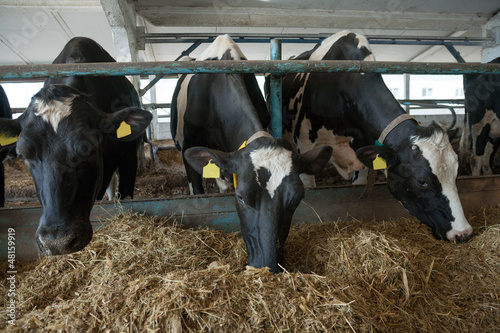 Cows feeding in large cowshed