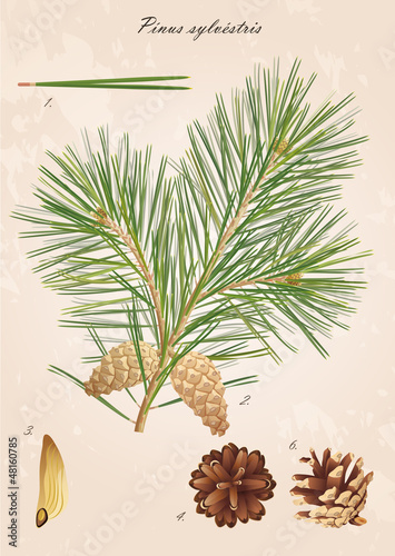 Pine branch with cones, needles and seeds, vector