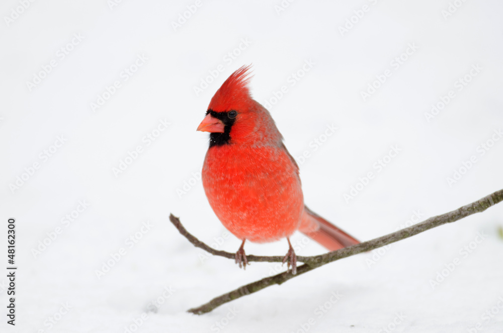 Obraz Northern cardinal perched on branch