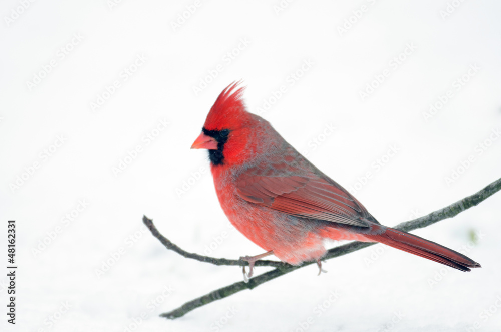 Obraz Northern cardinal perched on branch