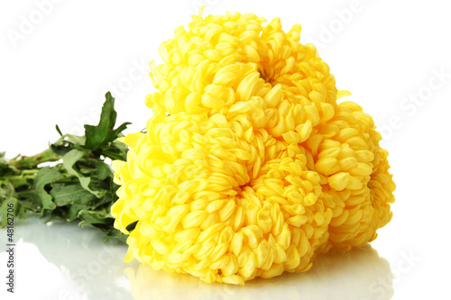 Fototapeta Naklejka Na Ścianę i Meble -  bright yellow chrysanthemums, isolated on white