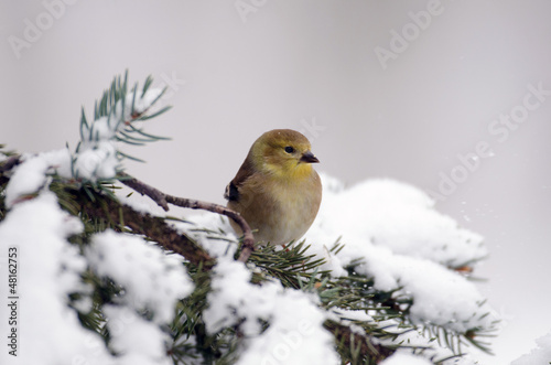 American Goldfinch in the show
