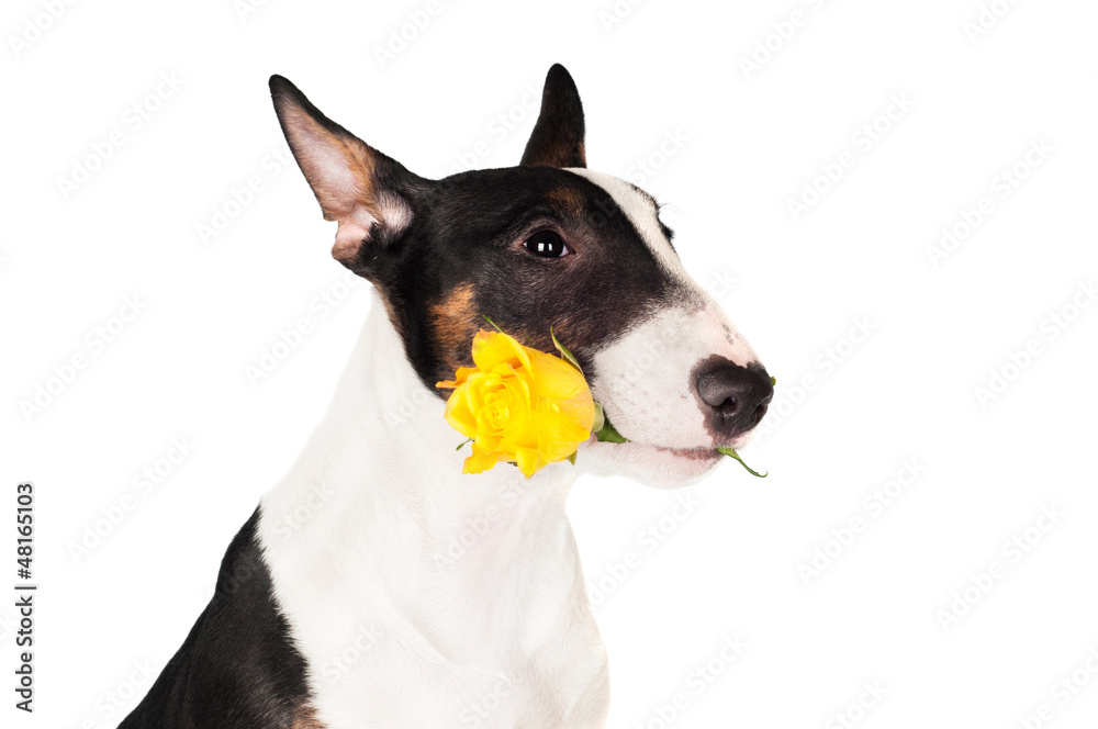 adorable puppy holding a yellow rose