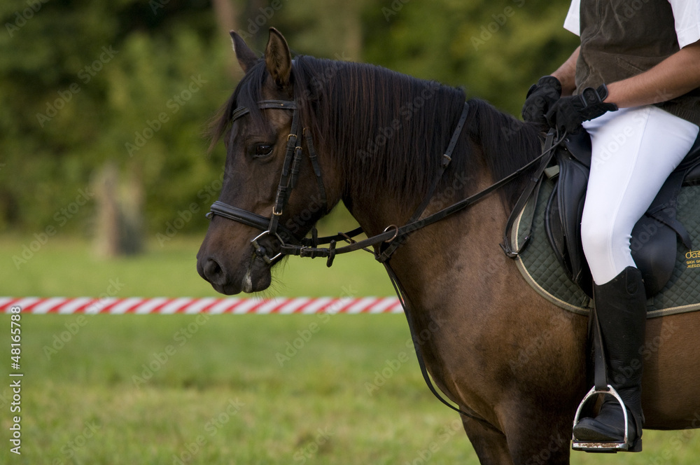 Obraz premium horse riding lessons